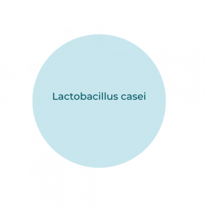Lactobacillus casei