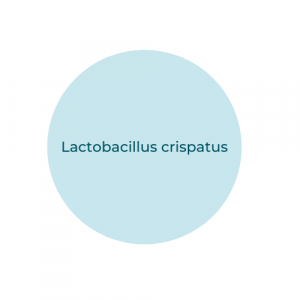 Lactobacillus crispatus
