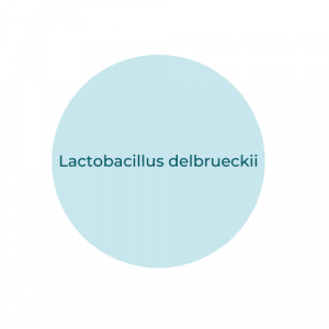 Lactobacillus delbrueckii