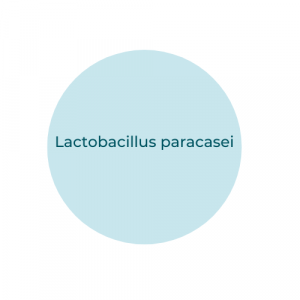 Lactobacillus paracasei